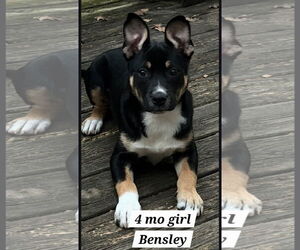 Shepweiller Dogs for adoption in Chester, VA, USA