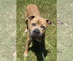 American Staffordshire Terrier Dogs for adoption in Fort Lauderdale, FL, USA