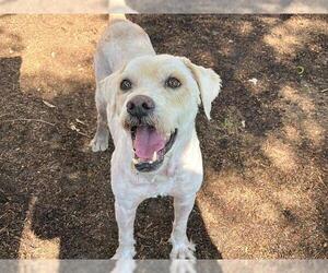 Poodle (Miniature)-Wheaten Terrier Mix Dogs for adoption in Orange, CA, USA