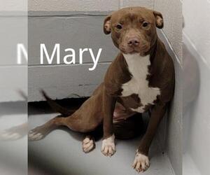 American Pit Bull Terrier Dogs for adoption in Augusta, GA, USA