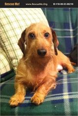 Dachshund Dogs for adoption in NYC, NY, USA