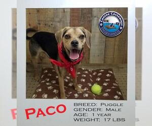 Puggle Dogs for adoption in Arcadia, FL, USA
