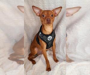 Miniature Pinscher Dogs for adoption in Lake City, MI, USA