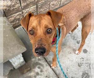 Redbone Coonhound-Unknown Mix Dogs for adoption in Tulsa, OK, USA