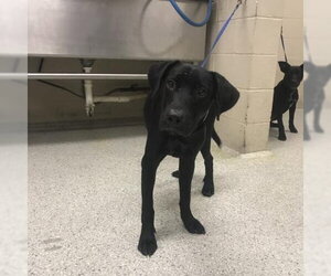 Labrador Retriever-Unknown Mix Dogs for adoption in Conroe, TX, USA