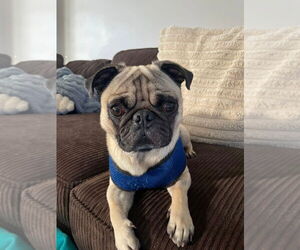 Pug Dogs for adoption in Brights Grove, Ontario, Canada