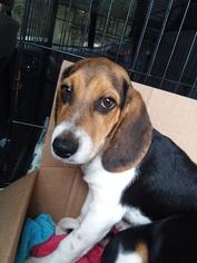 Beagle Dogs for adoption in New Hampton, NY, USA