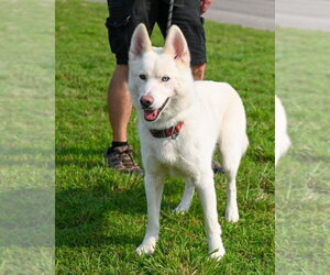 Siberian Husky Dogs for adoption in Glen Allen, VA, USA