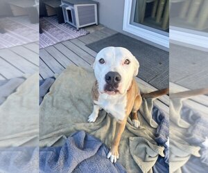 Bullypit Dogs for adoption in Van Nuys, CA, USA