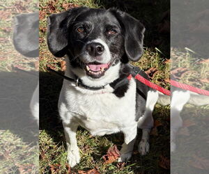 Beagle-Unknown Mix Dogs for adoption in Clarkston, MI, USA