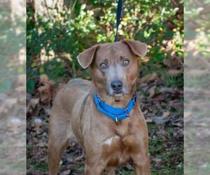 Blue Lacy-Unknown Mix Dogs for adoption in Fredericksburg, VA, USA