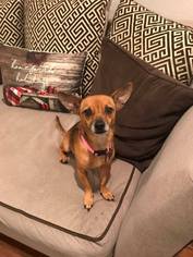 Chiweenie Dogs for adoption in Flower Mound, TX, USA