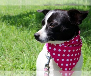 Rat-Cha Dogs for adoption in Von Ormy, TX, USA