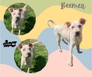Mutt Dogs for adoption in Lindsay, CA, USA