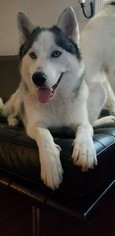 Siberian Husky Dogs for adoption in Columbus, IN, USA