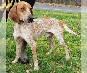 English Coonhound Dogs for adoption in Alexandria, VA, USA