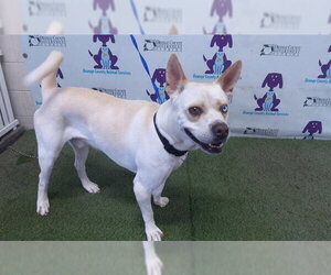 Siberian Husky-Unknown Mix Dogs for adoption in Orlando, FL, USA