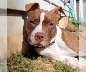 American Pit Bull Terrier Dogs for adoption in Rockville, MD, USA