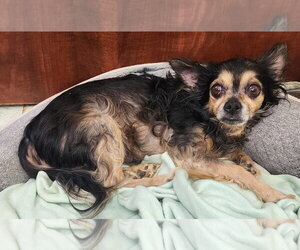 Chihuahua-Unknown Mix Dogs for adoption in Wetumpka, AL, USA