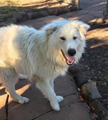 Great Pyrenees Dogs for adoption in Penngrove, CA, USA