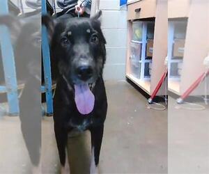 German Shepherd Dog-Unknown Mix Dogs for adoption in Tulsa, OK, USA