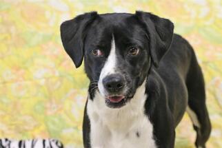 Bocker Dogs for adoption in Lacombe, LA, USA