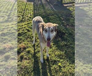 Siberian Husky Dogs for adoption in Riverside, CA, USA