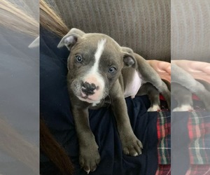 American Pit Bull Terrier Dogs for adoption in Belleville, MI, USA