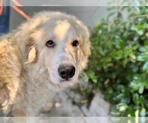 Great Pyrenees Dogs for adoption in Santa Rosa, CA, USA
