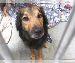 Border Collie-Unknown Mix Dogs for adoption in Orange, CA, USA