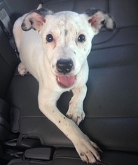 Small American Pit Bull Terrier-Jack Russell Terrier Mix