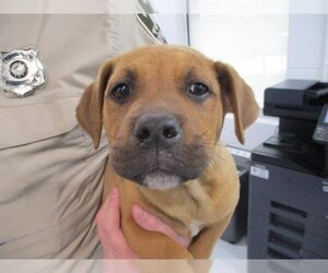 Black Mouth Cur-Unknown Mix Dogs for adoption in Temple, TX, USA