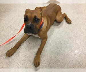 Boxer Dogs for adoption in Riverside, CA, USA