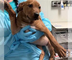 Chihuahua Dogs for adoption in Bakersfield, CA, USA