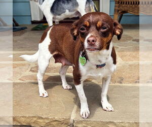 Rat Terrier Dogs for adoption in Atlanta, GA, USA
