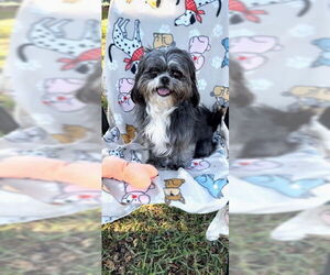 Shih Tzu Dogs for adoption in Weston, FL, USA