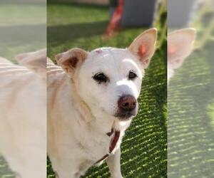 Golden Retriever-Pembroke Welsh Corgi Mix Dogs for adoption in Chandler, AZ, USA