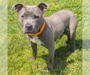 Staffordshire Bull Terrier-Unknown Mix Dogs for adoption in Akron, OH, USA
