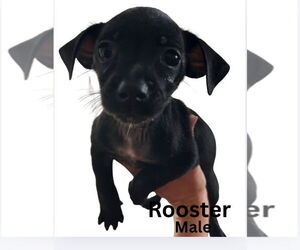 Chiweenie Dogs for adoption in San Diego , CA, USA