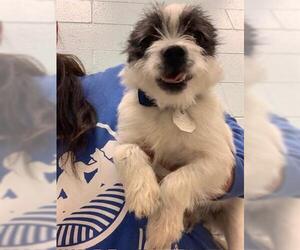 Mutt Dogs for adoption in Brighton, CO, USA
