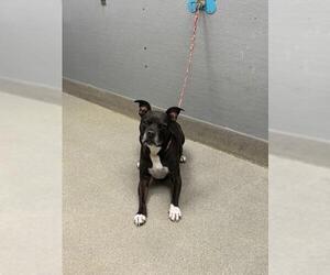 American Pit Bull Terrier-Unknown Mix Dogs for adoption in Las Vegas, NV, USA