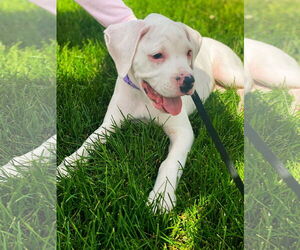 Boxer Dogs for adoption in Woodbury, MN, USA