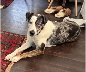 Catahoula Leopard Dog-Unknown Mix Dogs for adoption in Boston, MA, USA