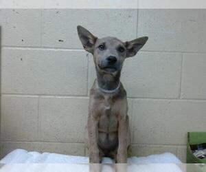 Labrador Retriever-Staffordshire Bull Terrier Mix Dogs for adoption in Downey, CA, USA