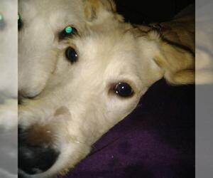 Labradoodle Dogs for adoption in Cumming, GA, USA