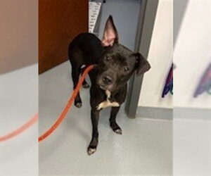 Labrador Retriever-Unknown Mix Dogs for adoption in St. Cloud, FL, USA