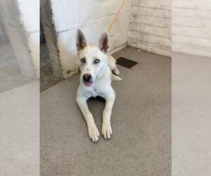 Siberian Husky Dogs for adoption in San Bernardino, CA, USA