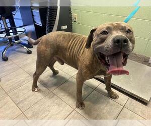 American Staffordshire Terrier-Unknown Mix Dogs for adoption in Grand Prairie, TX, USA