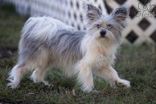 Papastzu Dogs for adoption in Pryor, OK, USA