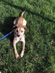 Mutt Dogs for adoption in Leonardtown, MD, USA